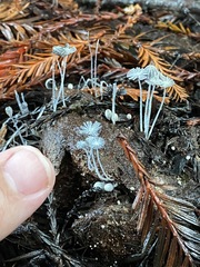 Coprinopsis stercorea