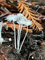 Coprinopsis stercorea