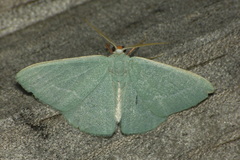 Xenochlorodes olympiaria