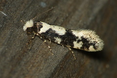 Neurothaumasia ankerella