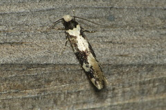 Neurothaumasia ankerella