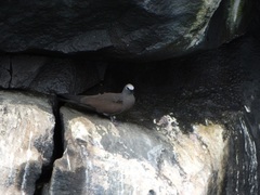 Anous stolidus galapagensis