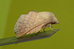 Phyllodesma suberifolia