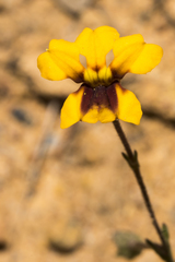 Goodenia trinervis