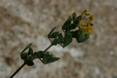 Lotus drepanocarpus image