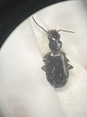 Syntomus americanus
