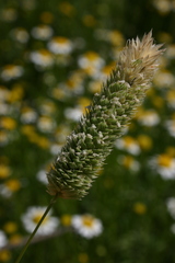 Phalaris minor