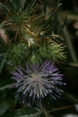 Galactites mutabilis