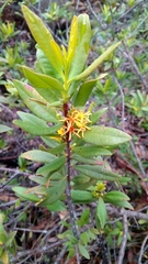 Atkinsonia ligustrina