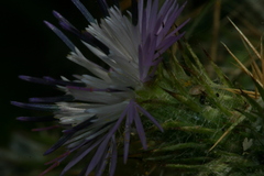 Galactites mutabilis