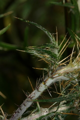 Galactites mutabilis
