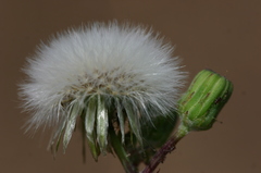 Senecio leucanthemifolius