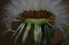 Senecio leucanthemifolius