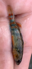 Etheostoma spectabile