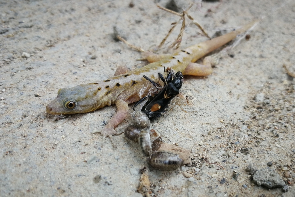 Chucuri Gecko