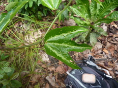 Passiflora trifasciata