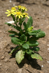 Senecio leucanthemifolius