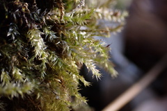 Rhynchostegium serrulatum