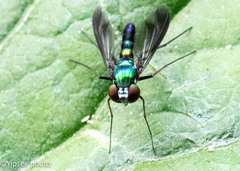 Condylostylus nebulosus