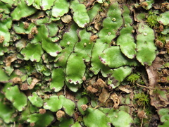 Plagiochasma crenulatum