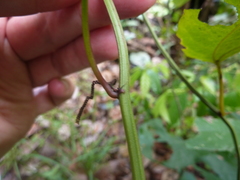 Passiflora trifasciata
