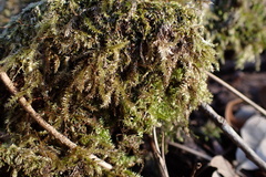 Rhynchostegium serrulatum