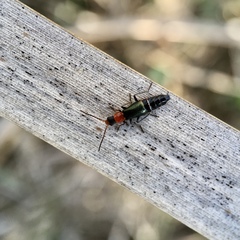 Carphurus angustatus