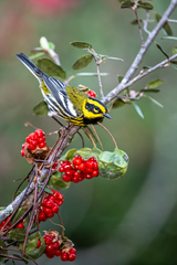 Setophaga townsendi