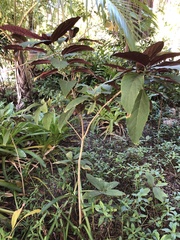 Clerodendrum bungei
