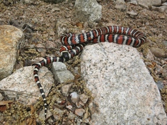 Lampropeltis multifasciata