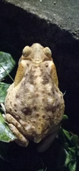 Rhinella diptycha