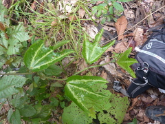 Passiflora trifasciata