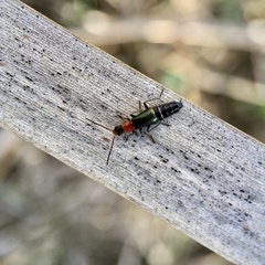 Carphurus angustatus