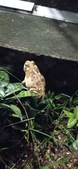 Rhinella diptycha