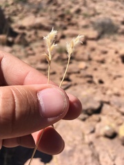 Schizachyrium cirratum
