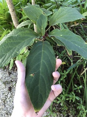 Clerodendrum bungei
