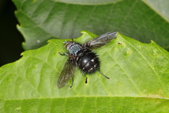 Bombyliomyia