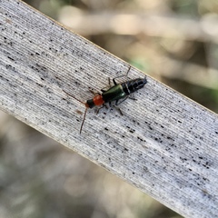 Carphurus angustatus