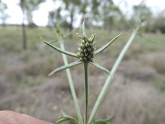 Eryngium paludosum