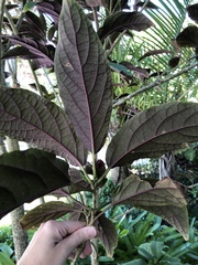 Clerodendrum bungei