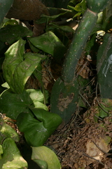 Arisarum vulgare