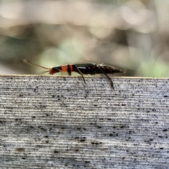 Carphurus angustatus