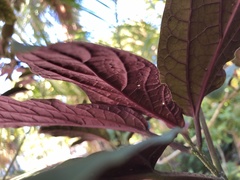 Clerodendrum bungei