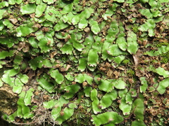 Plagiochasma crenulatum