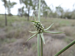 Eryngium paludosum