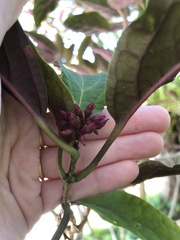 Clerodendrum bungei