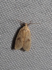 Agonopterix assimilella