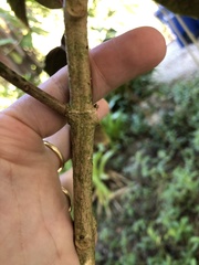 Clerodendrum bungei