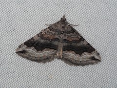 Scotopteryx coelinaria