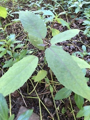 Clerodendrum bungei